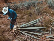 Día Internacional del Tequila DIA INTERNACIONAL DEL TEQUILA