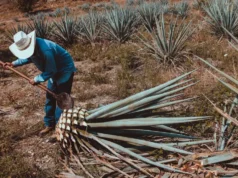 Día Internacional del Tequila DIA INTERNACIONAL DEL TEQUILA
