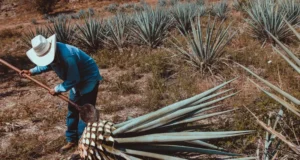 Día Internacional del Tequila DIA INTERNACIONAL DEL TEQUILA