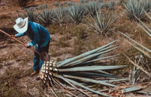 DIA INTERNACIONAL DEL TEQUILA