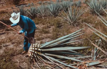 Día Internacional del Tequila DIA INTERNACIONAL DEL TEQUILA