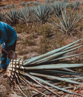 Día Internacional del Tequila DIA INTERNACIONAL DEL TEQUILA
