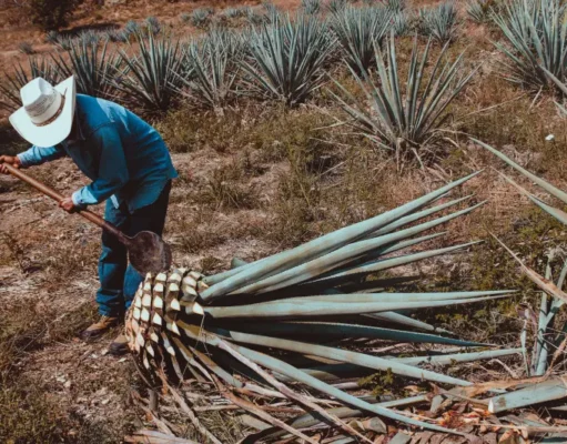 Día Internacional del Tequila DIA INTERNACIONAL DEL TEQUILA