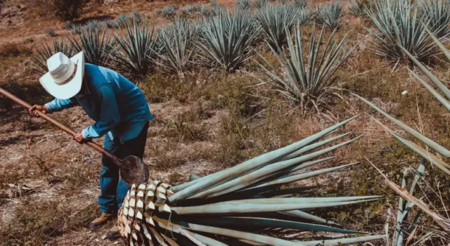 Día Internacional del Tequila DIA INTERNACIONAL DEL TEQUILA
