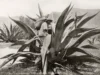 NO TODOS LOS DESTILADOS DE AGAVE SON MEZCAL
