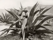 NO TODOS LOS DESTILADOS DE AGAVE SON MEZCAL