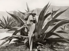 NO TODOS LOS DESTILADOS DE AGAVE SON MEZCAL