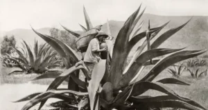 NO TODOS LOS DESTILADOS DE AGAVE SON MEZCAL