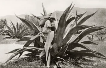 NO TODOS LOS DESTILADOS DE AGAVE SON MEZCAL