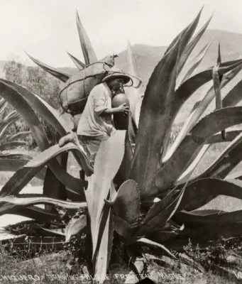 NO TODOS LOS DESTILADOS DE AGAVE SON MEZCAL