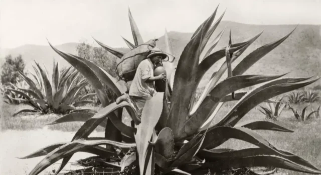 NO TODOS LOS DESTILADOS DE AGAVE SON MEZCAL